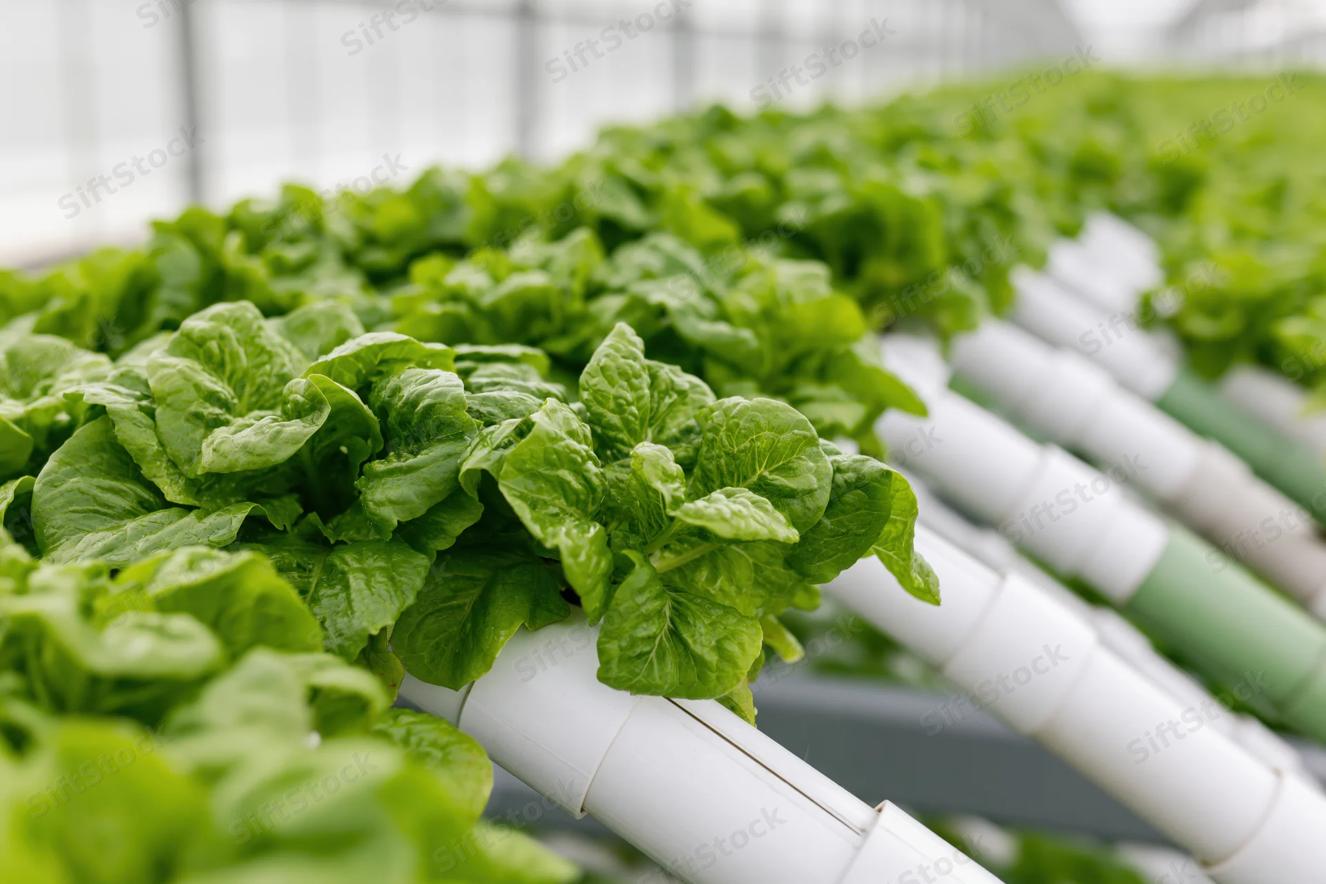 Rows of leafy green lettuce growing in white pipes inside a greenhouse