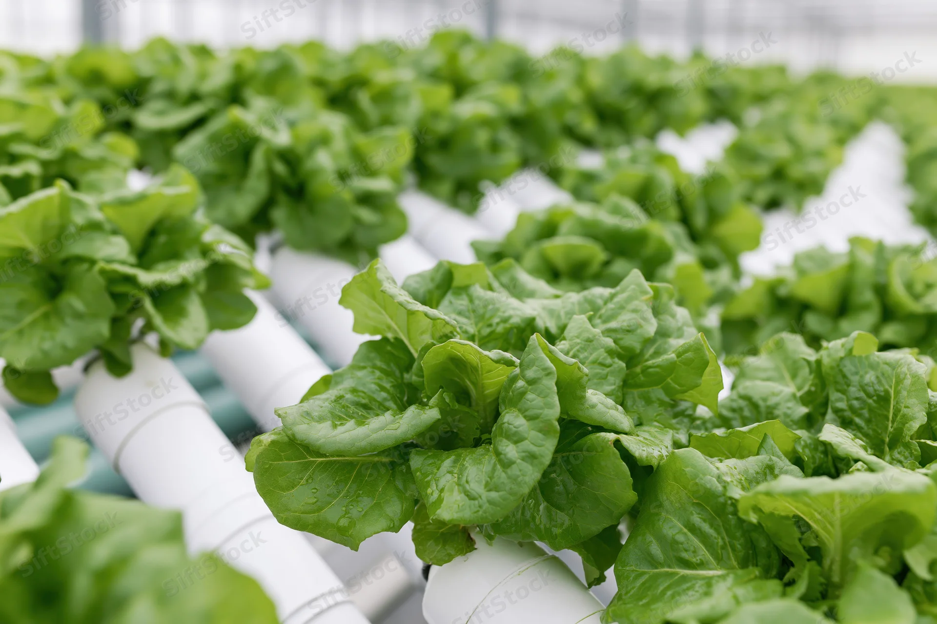 Rows of fresh lettuce growing in white pipes inside a greenhouse