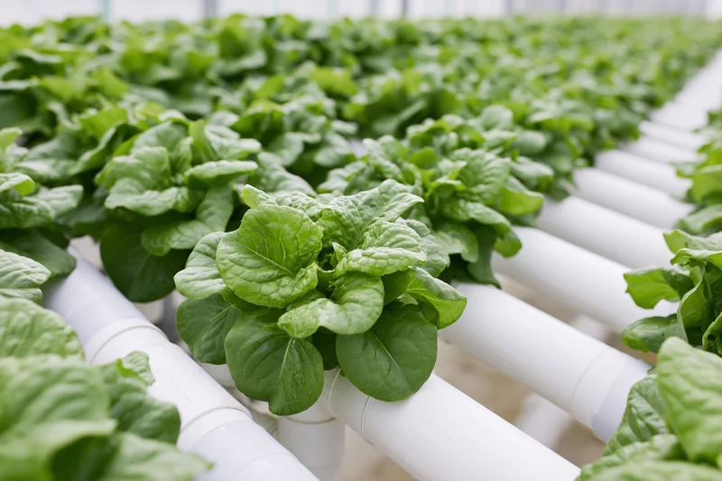 Rows of leafy green lettuce growing in white pipes inside a greenhouse