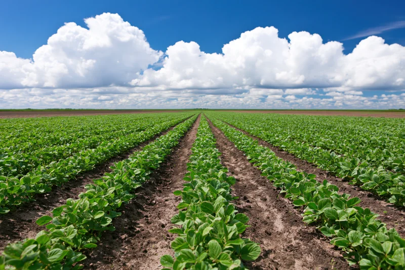 Rows of green soybean plants growing in neat lines across a vast field under a blue sky with white clouds