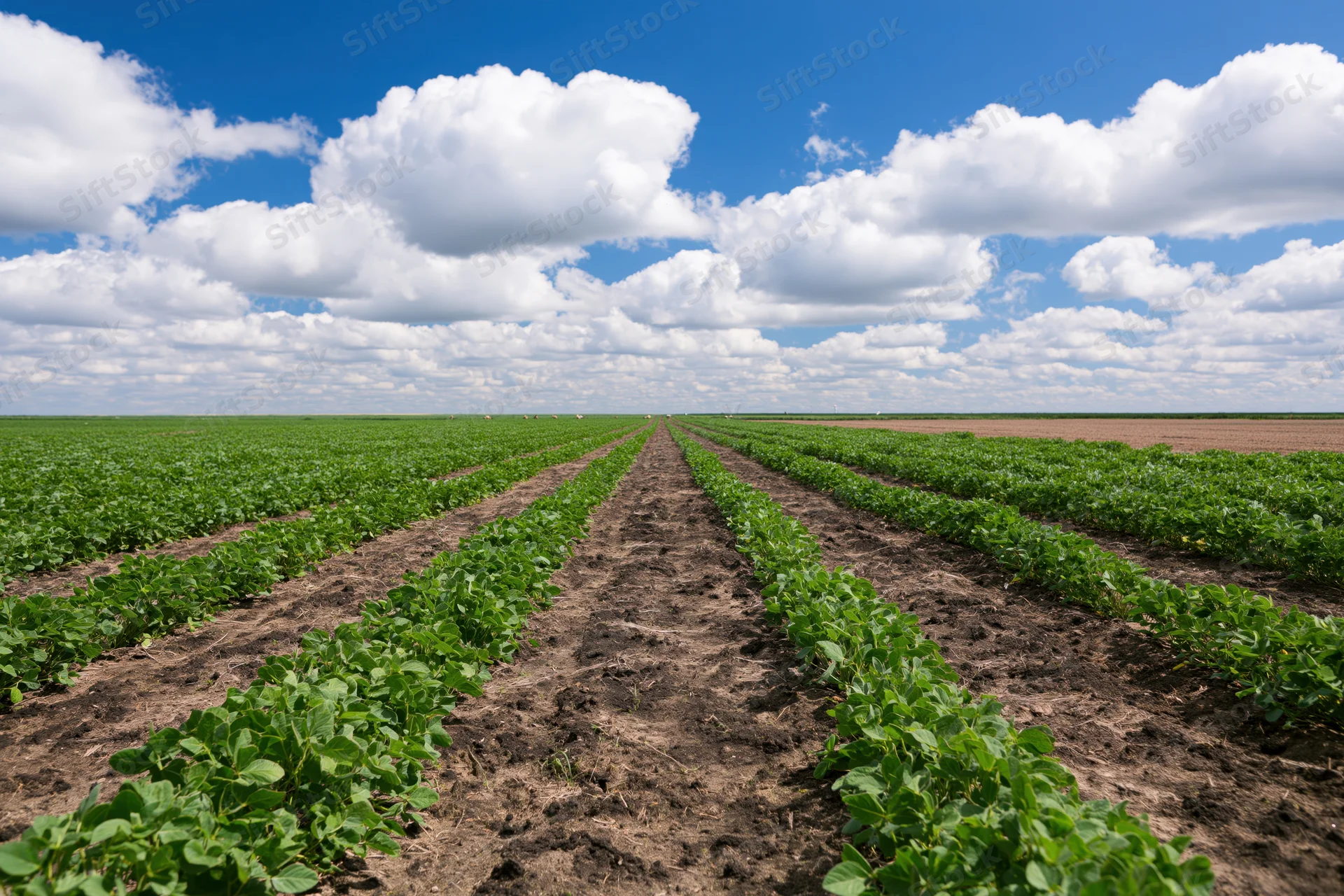 Rows of green soybean plants growing in parallel lines across a vast open field under a blue sky with scattered white clouds