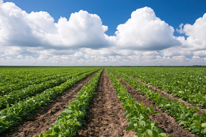 Rows of green soybean plants growing in parallel lines across a vast field under a blue sky with white clouds