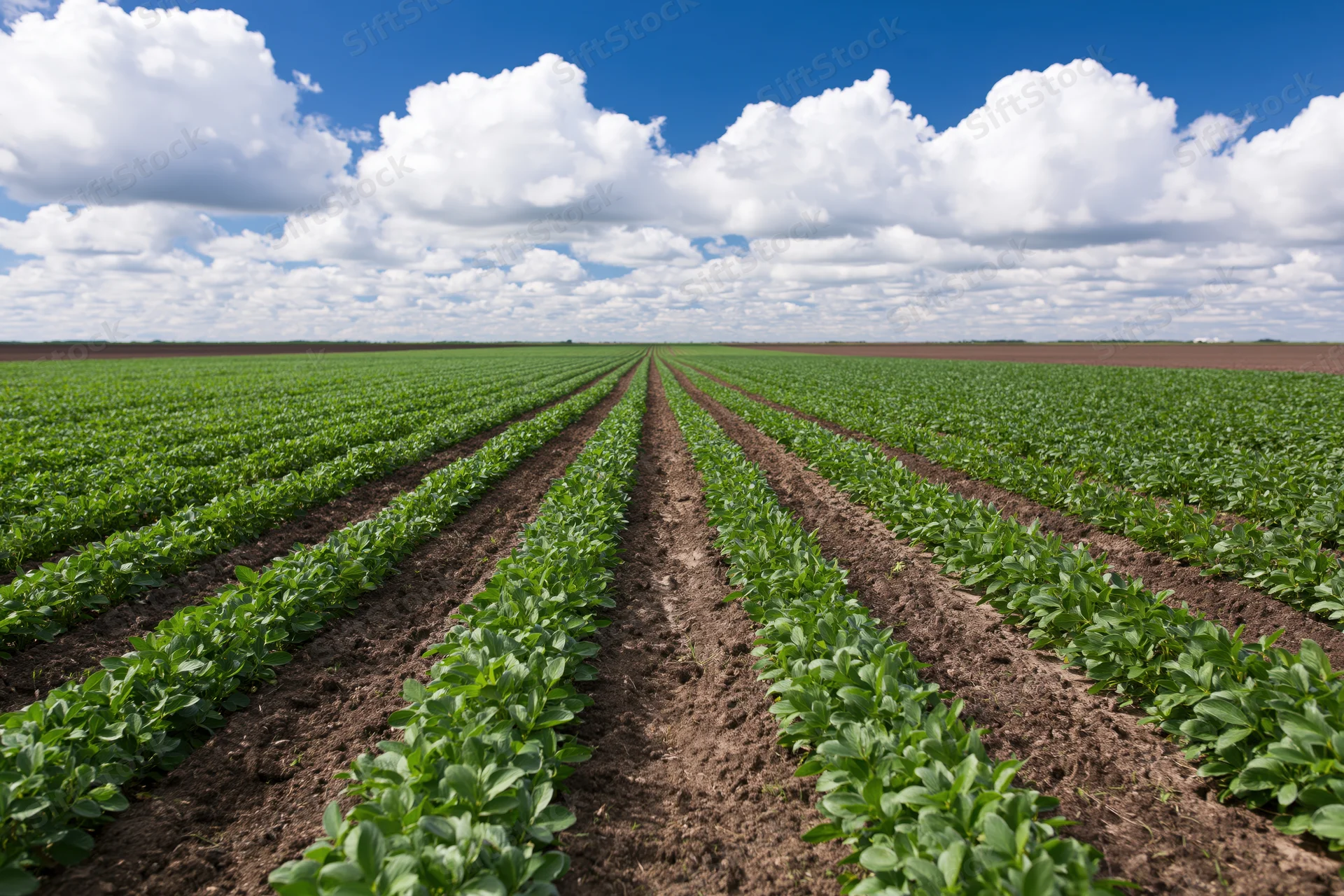 Rows of young soybean plants growing in neat lines across a vast field under a bright blue sky with scattered white clouds