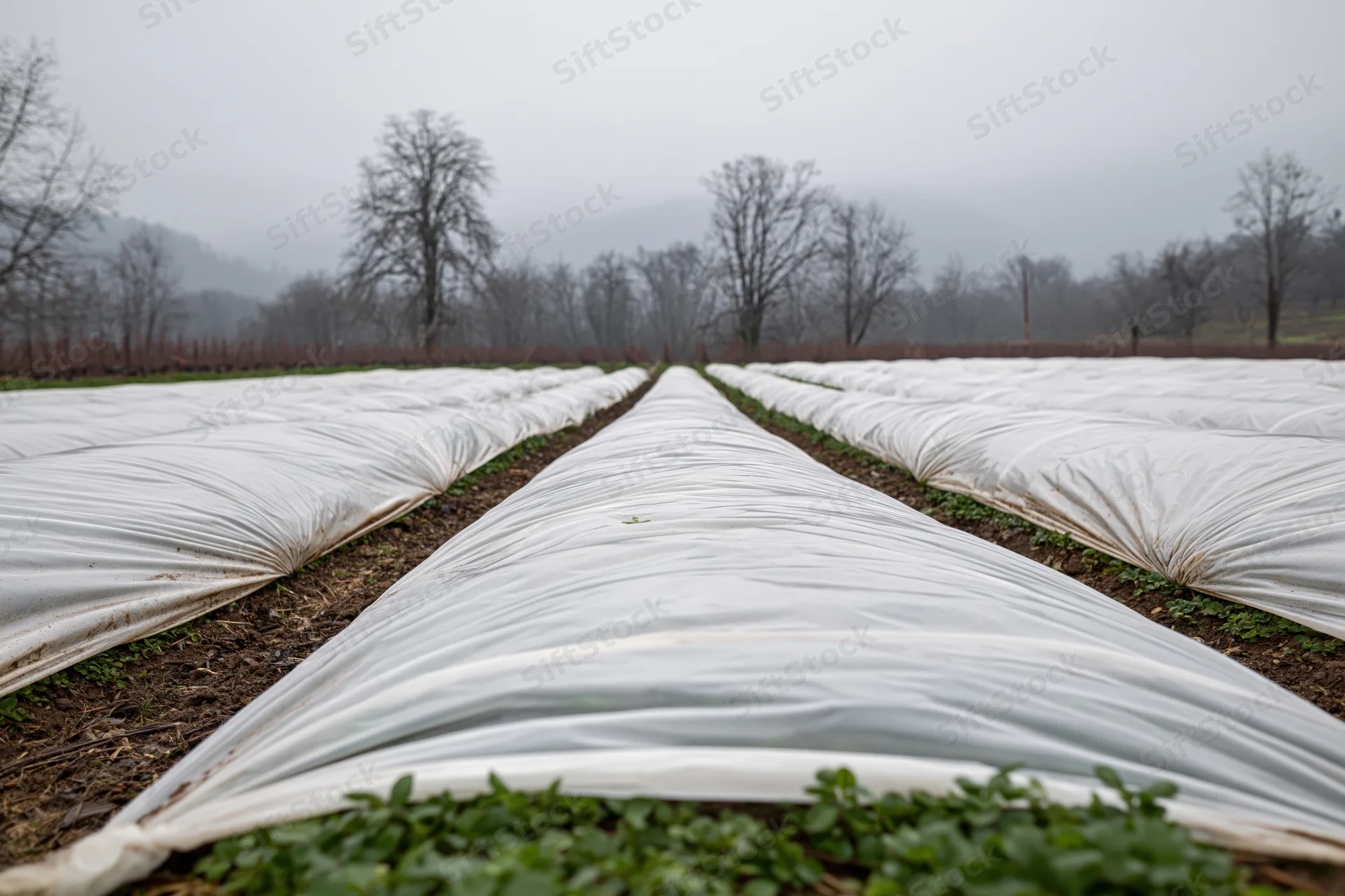 Rows of white plastic cloches covering strawberry plants in a field on an overcast day