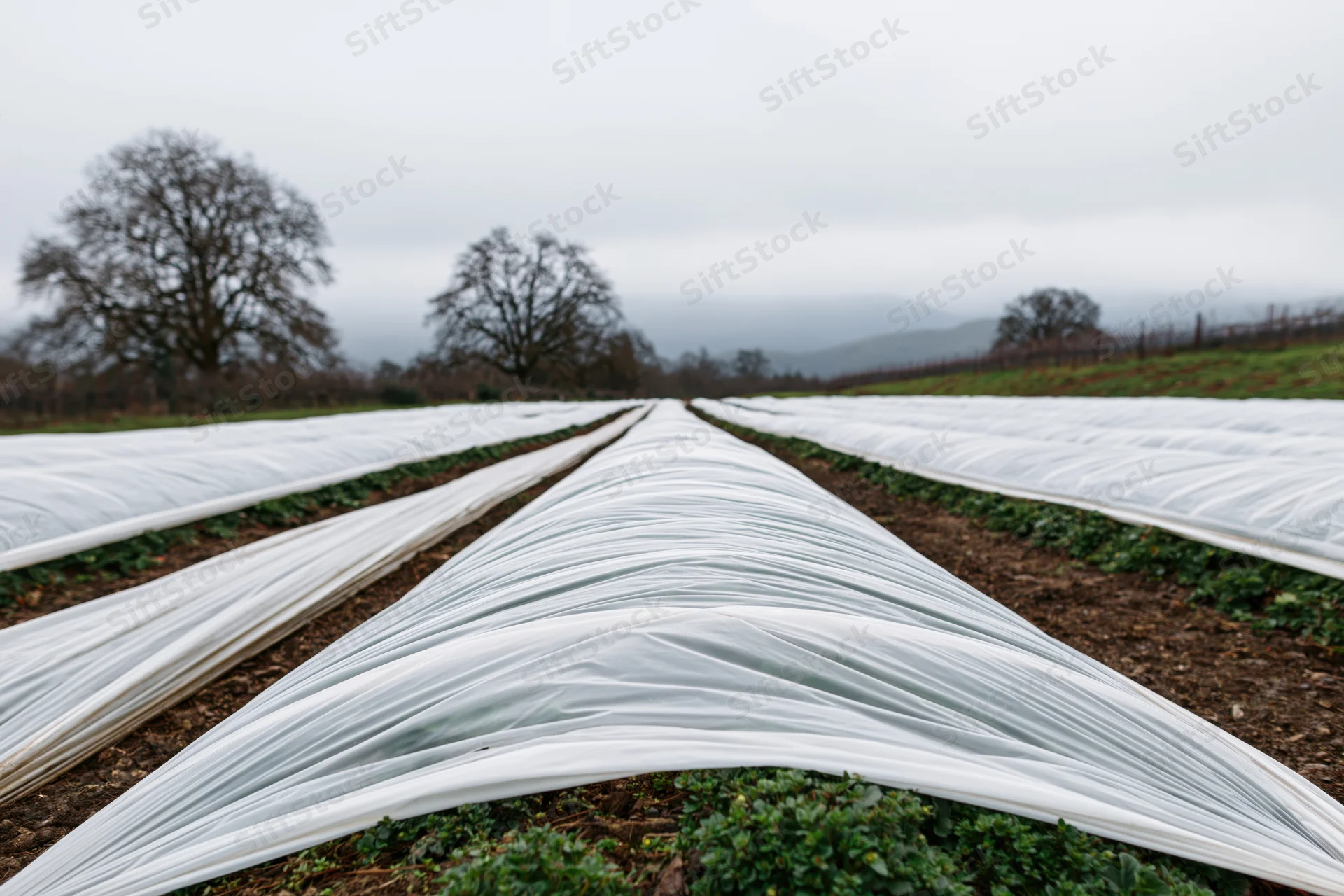 Rows of plastic cloches covering strawberry plants in a field under an overcast sky