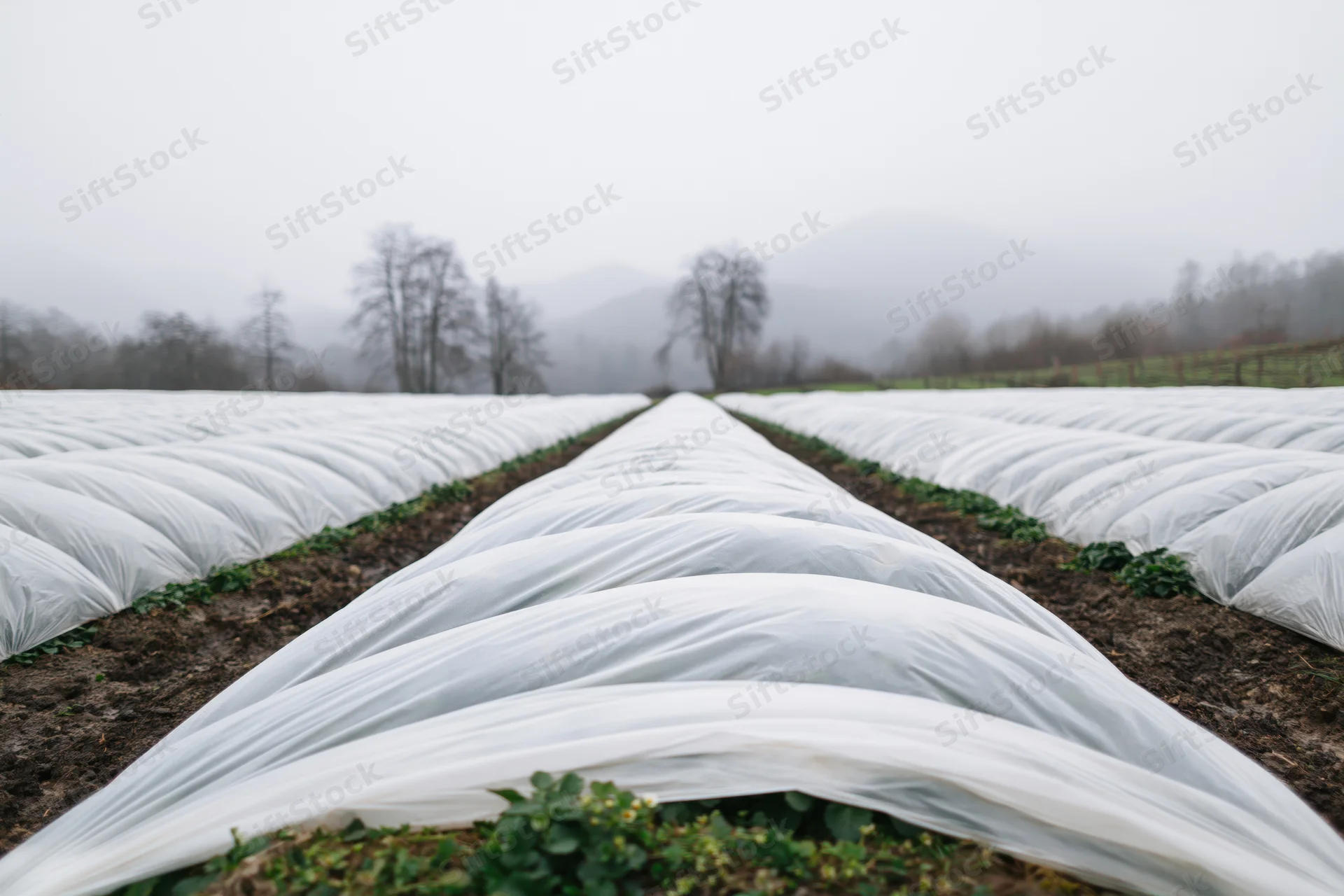 Rows of white plastic cloches covering strawberry plants in a foggy field with distant mountains