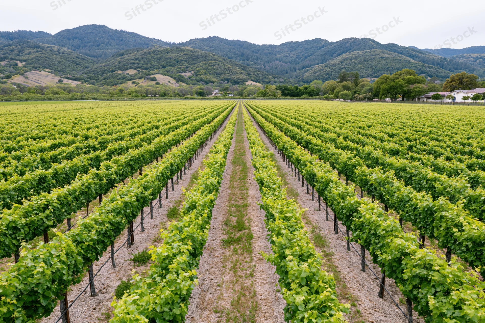 Rows of grapevines stretching toward forested hills in a vineyard landscape