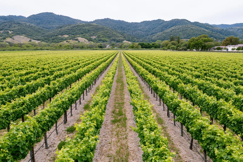 Rows of grapevines stretching toward forested hills in a vineyard landscape