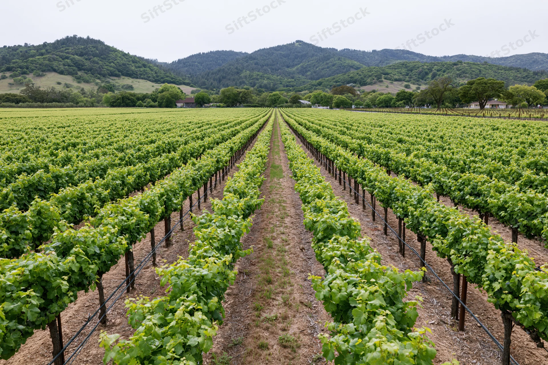 Rows of grapevines stretching toward forested hills in a vineyard landscape