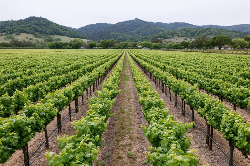 Rows of grapevines stretching toward forested hills in a vineyard landscape