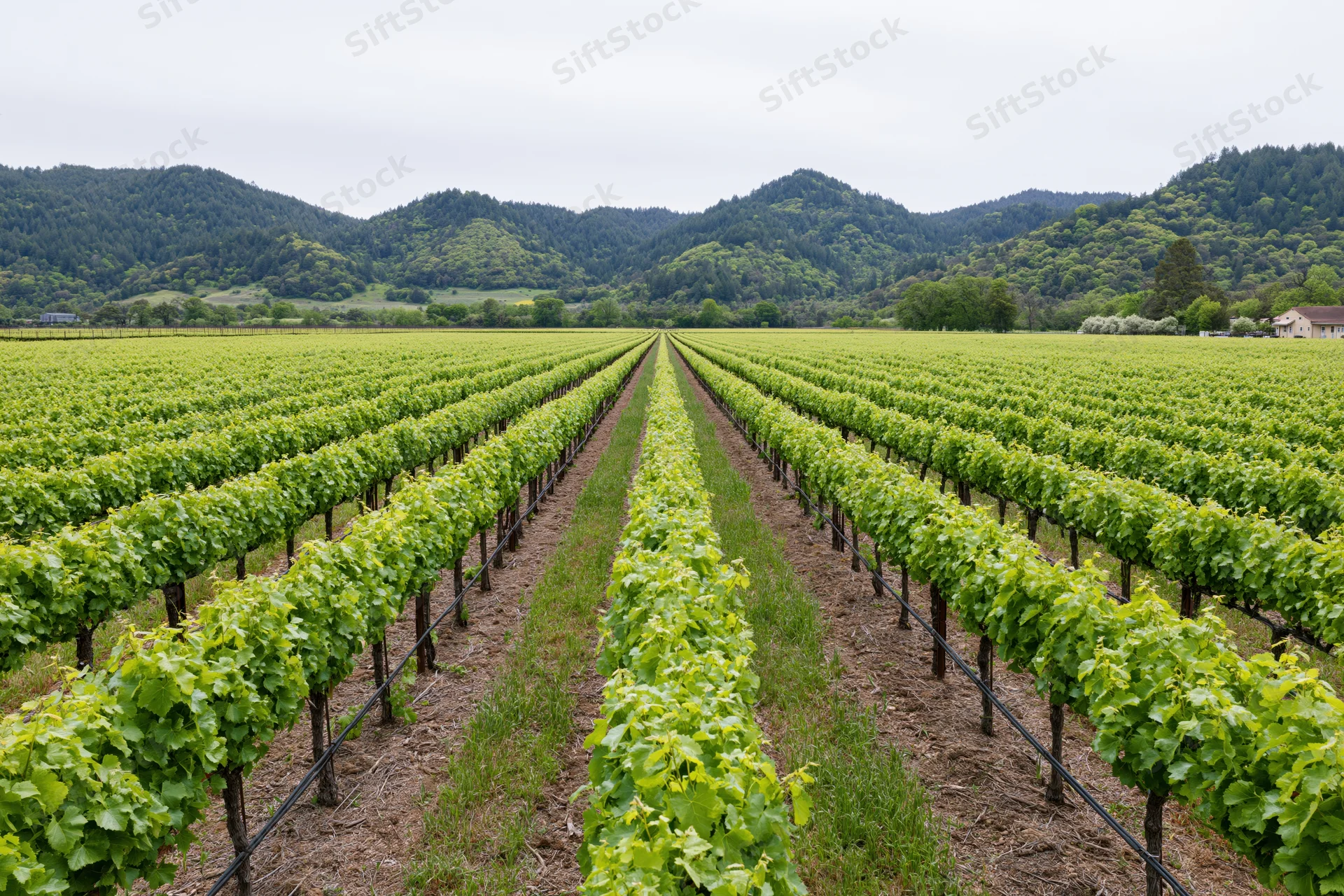 Rows of grapevines stretching toward forested hills in a vineyard field