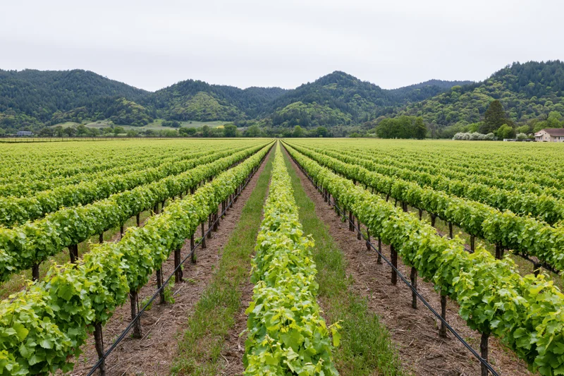 Rows of grapevines stretching toward forested hills in a vineyard field