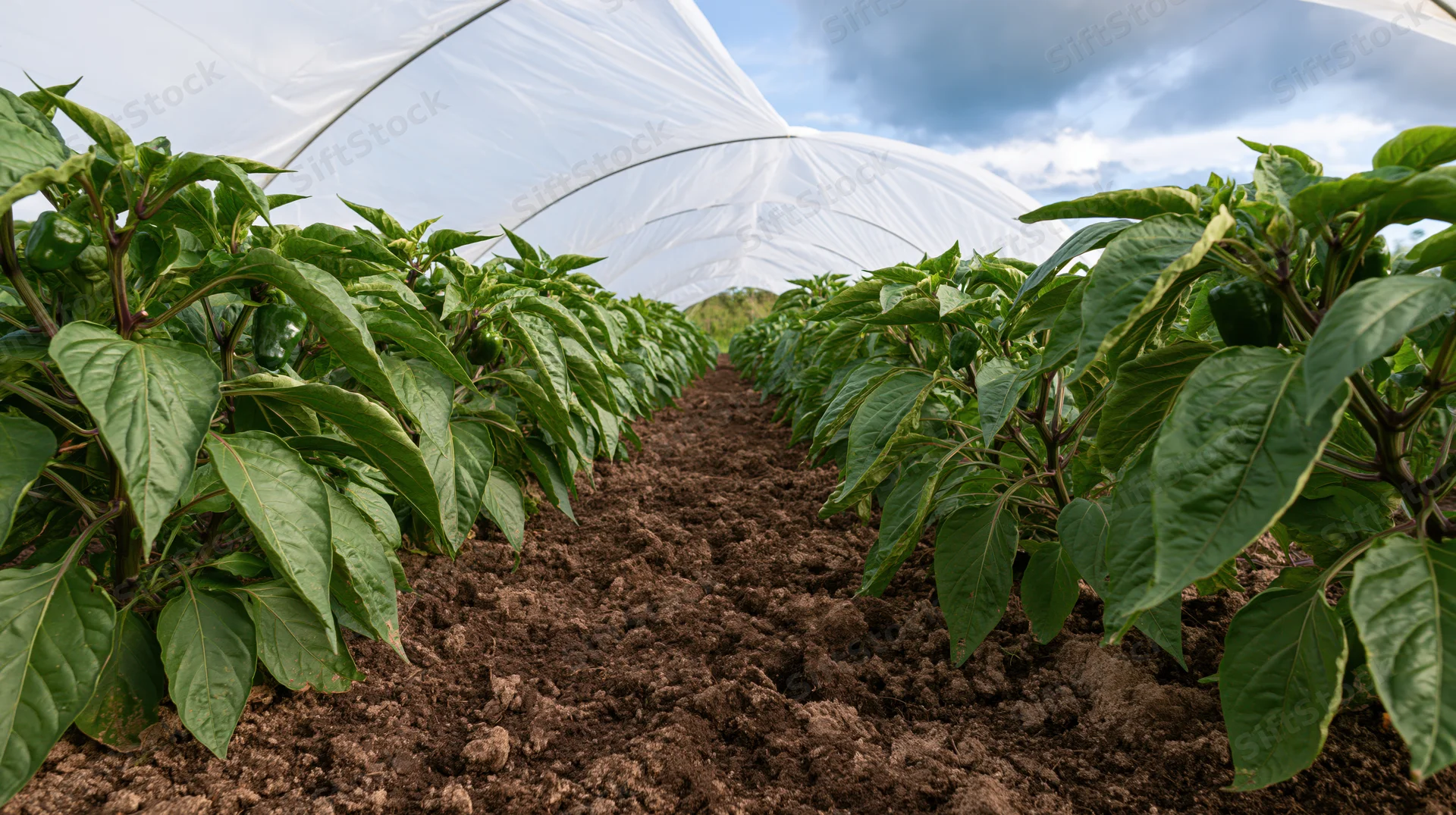 Rows of pepper plants growing in soil under a low plastic tunnel in an outdoor farm setting