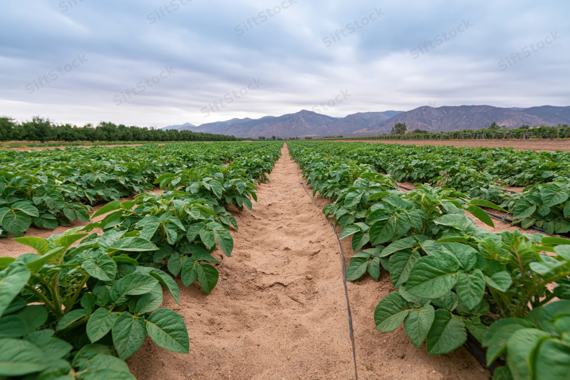 Rows of potato plants growing in a large agricultural field with mountains in the background