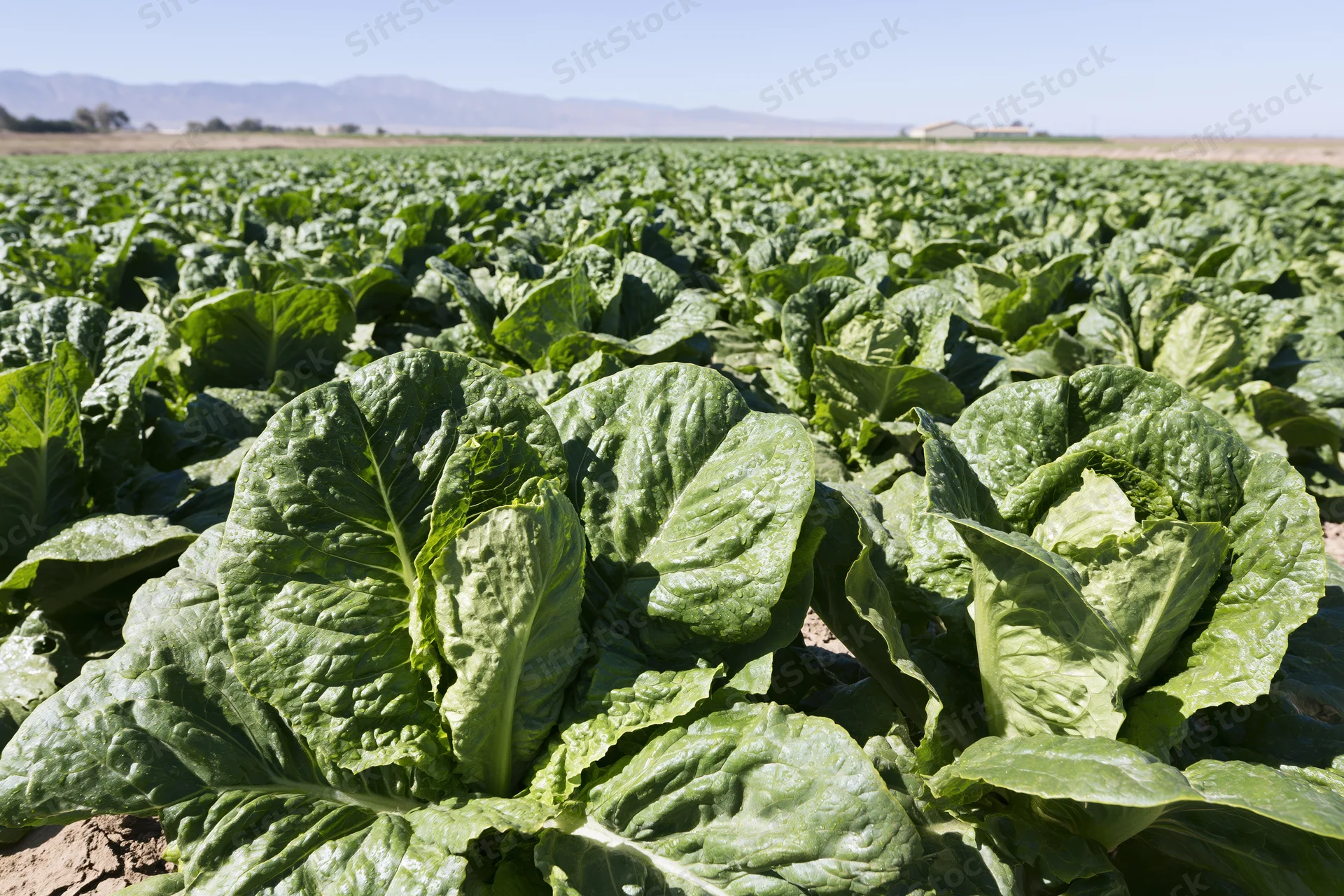 Rows of romaine lettuce growing in a large open field under a clear sky with distant mountains in the background