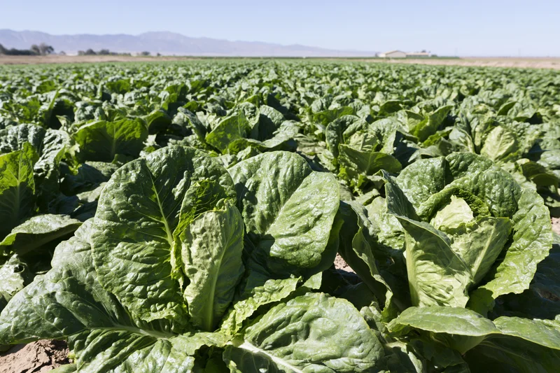 Rows of romaine lettuce growing in a large open field under a clear sky with distant mountains in the background