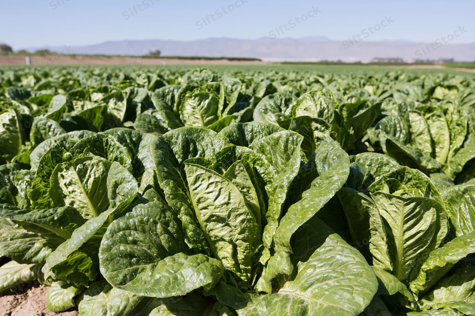 Rows of romaine lettuce growing in a large open field under clear sky with distant mountains