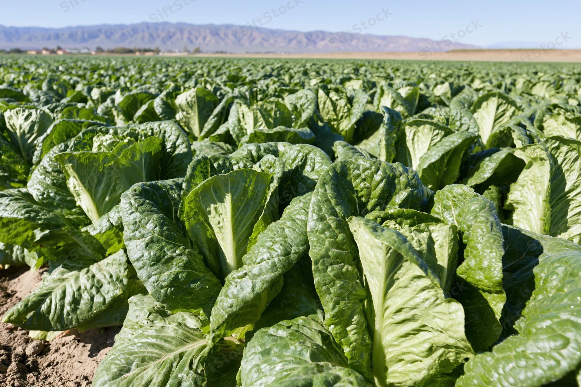 Rows of romaine lettuce growing in a large open field under a clear sky with distant mountains