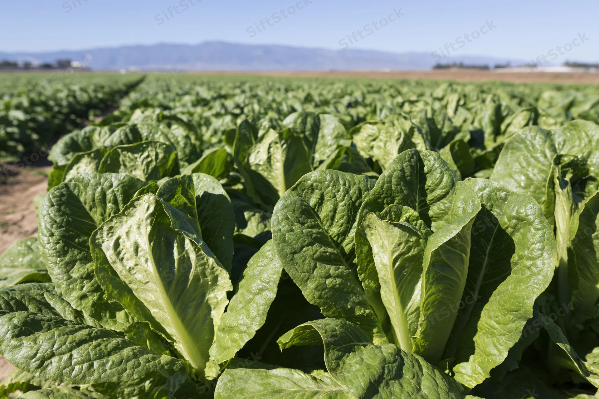 Rows of romaine lettuce growing in a large open field under clear sky with distant mountains