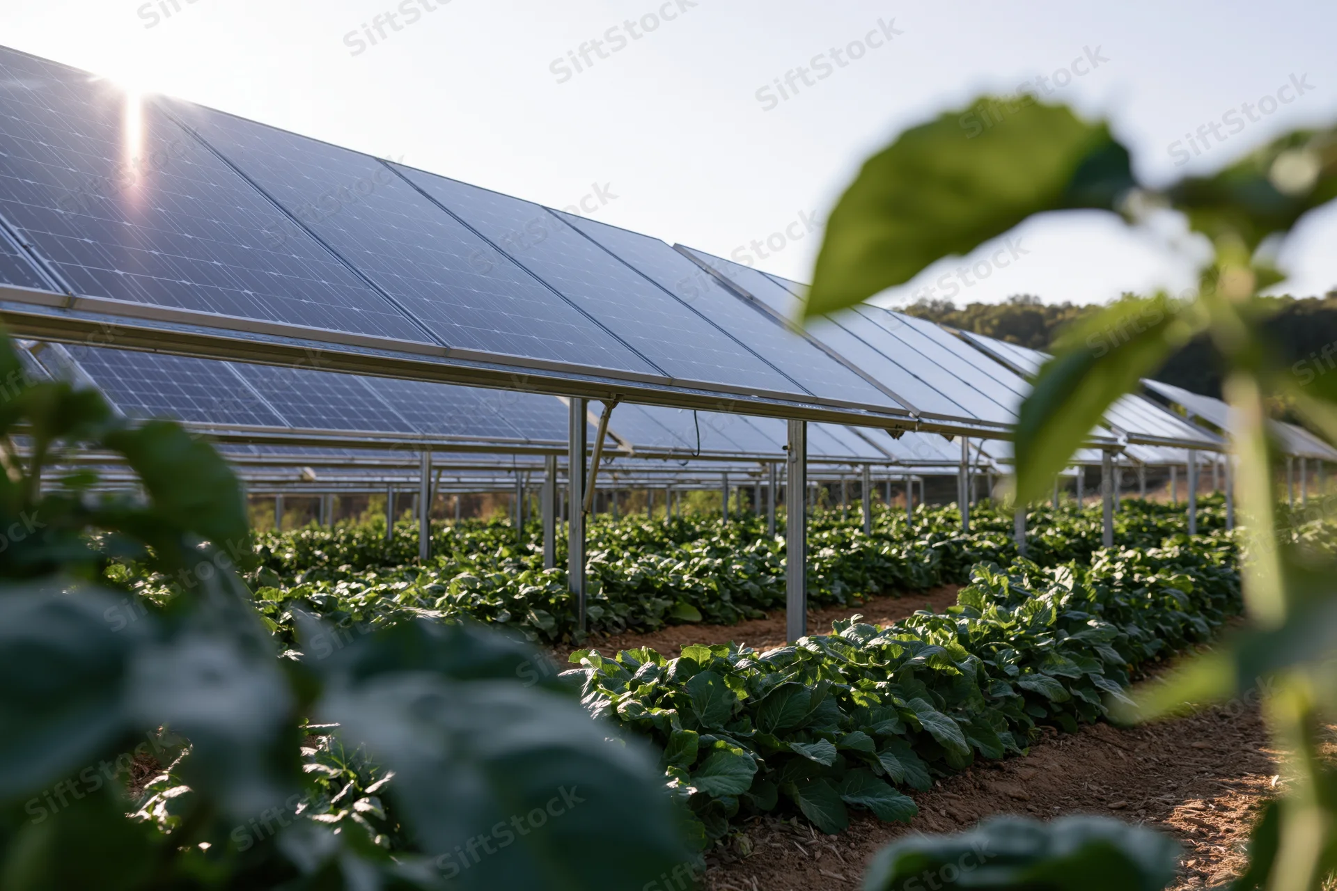 Solar panels mounted on metal frames over rows of leafy green crops in a farm field