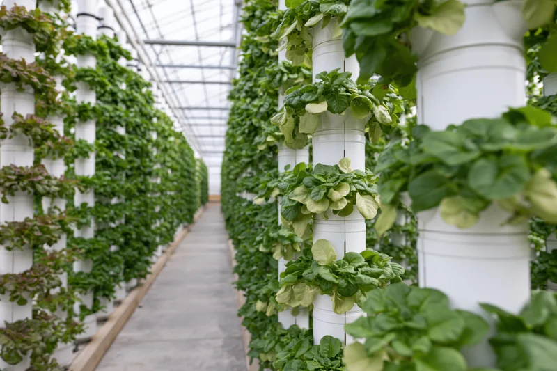 Vertical hydroponic towers growing leafy greens in a greenhouse pathway