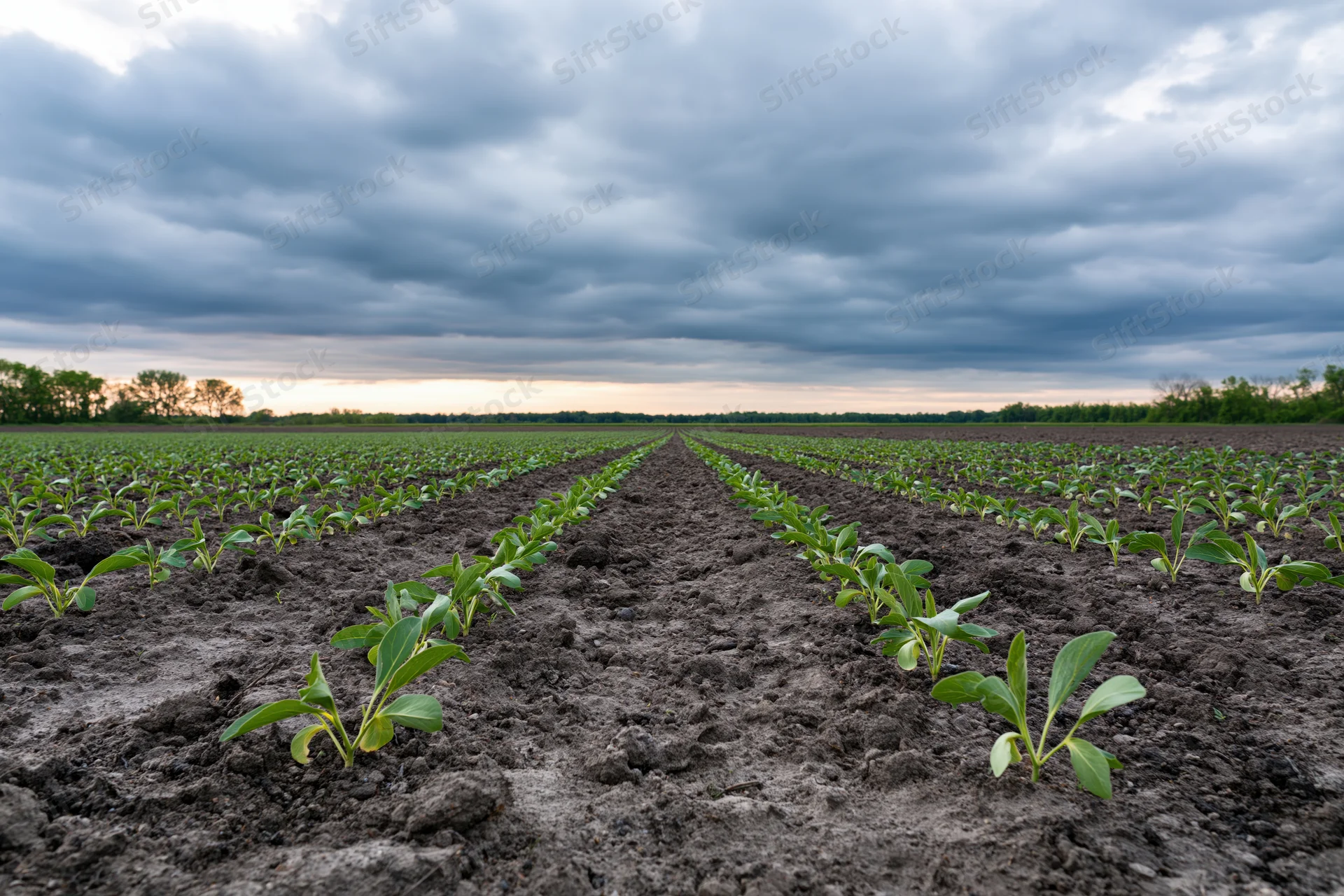 Rows of young green crop seedlings emerging from dark tilled soil in a vast field under an overcast sky at dusk