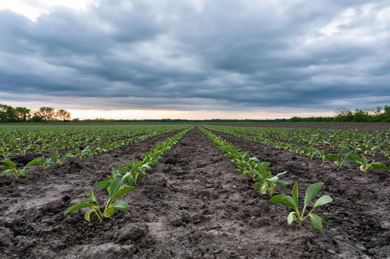 Rows of young green crop seedlings emerging from dark tilled soil in a vast field under an overcast sky at dusk