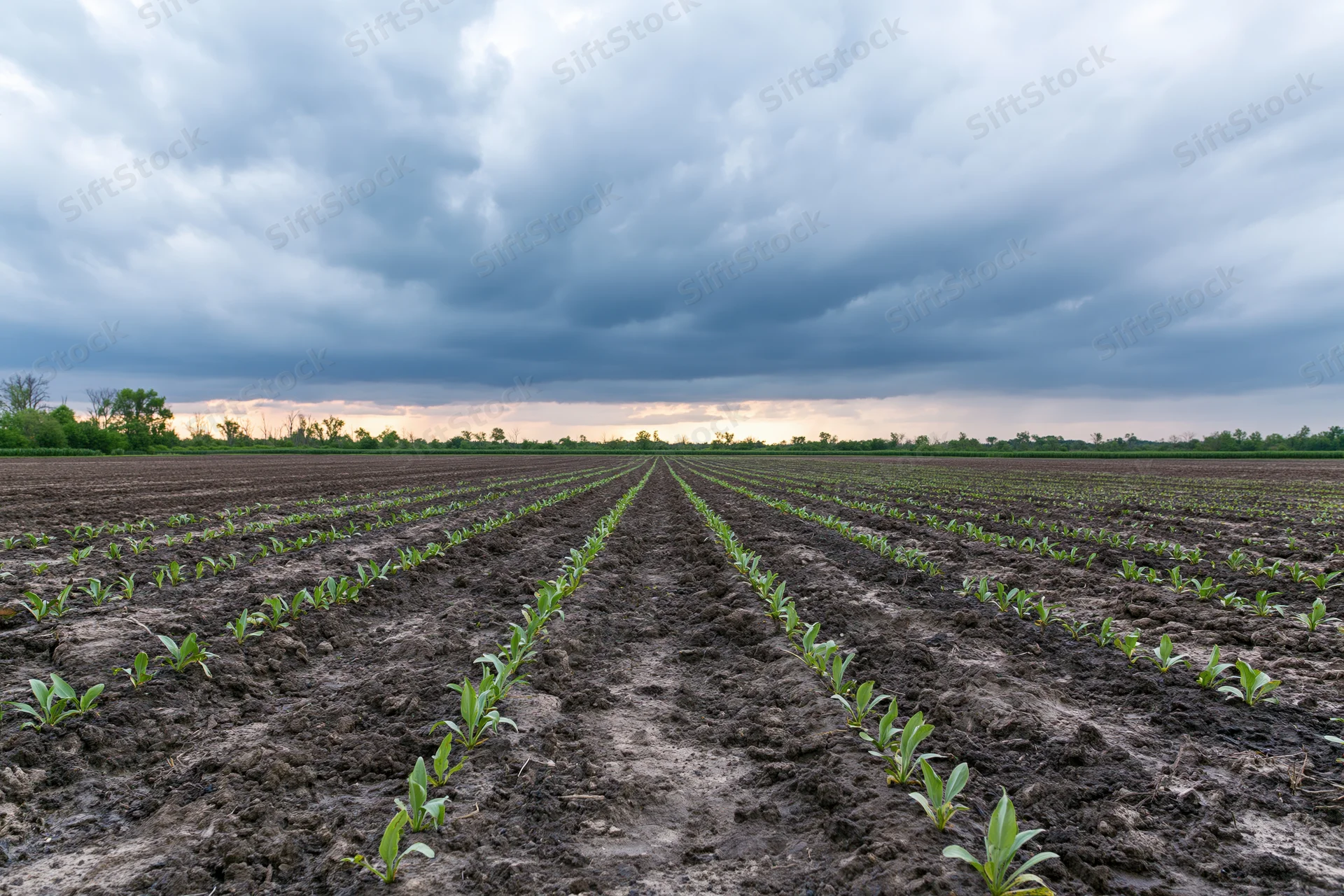 Rows of young green crop seedlings emerging from dark tilled soil in a rural field under a stormy sky at dusk