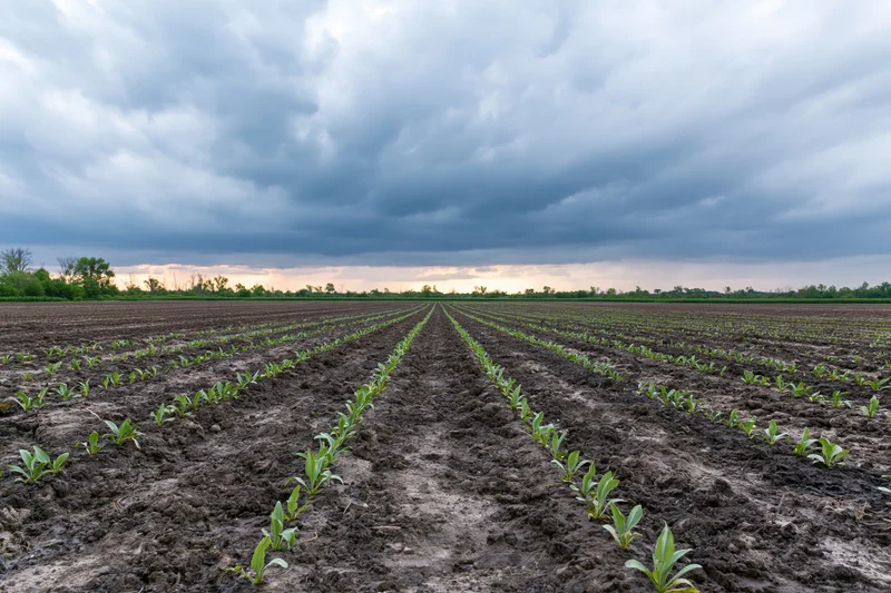 Rows of young green crop seedlings emerging from dark tilled soil in a rural field under a stormy sky at dusk
