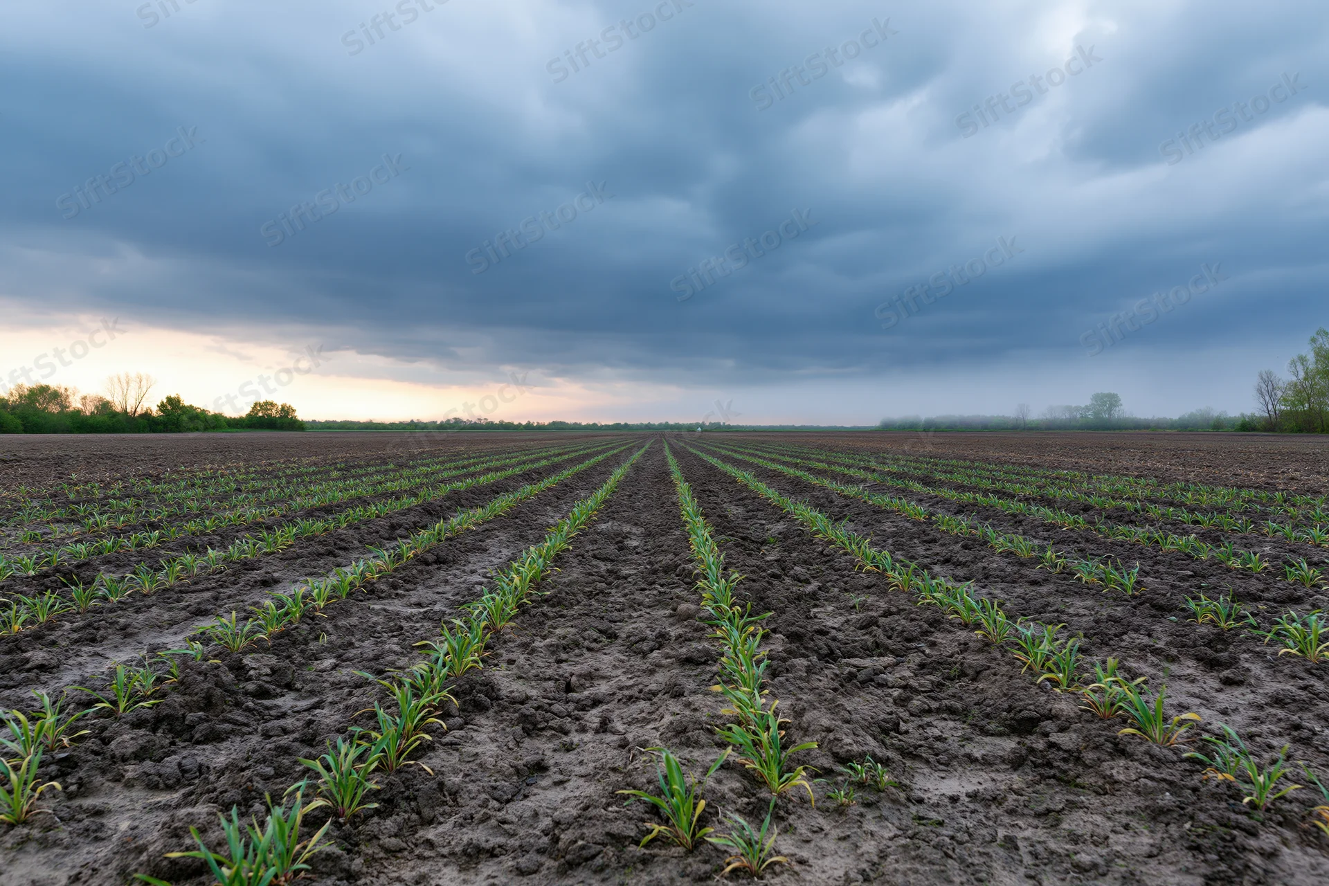 Rows of young green crop seedlings emerging from dark tilled soil in a vast open field under an overcast sky at dusk