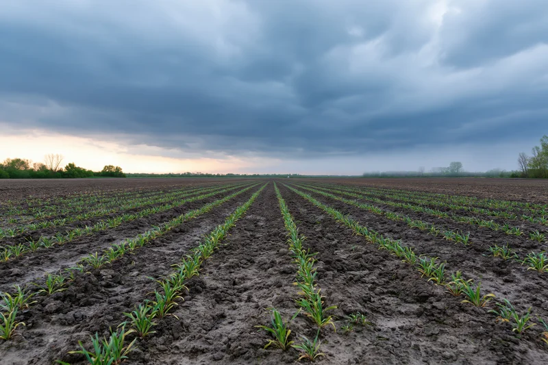 Rows of young green crop seedlings emerging from dark tilled soil in a vast open field under an overcast sky at dusk