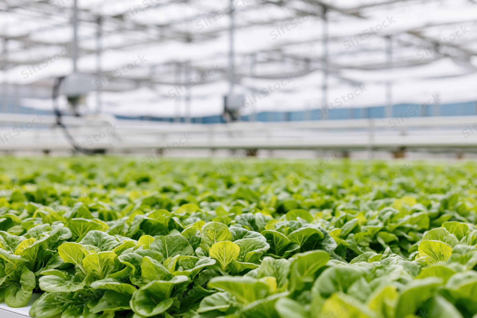 Rows of young green lettuce growing in a large commercial greenhouse
