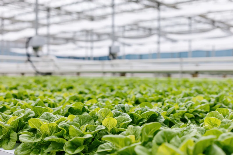 Rows of young green lettuce growing in a large commercial greenhouse