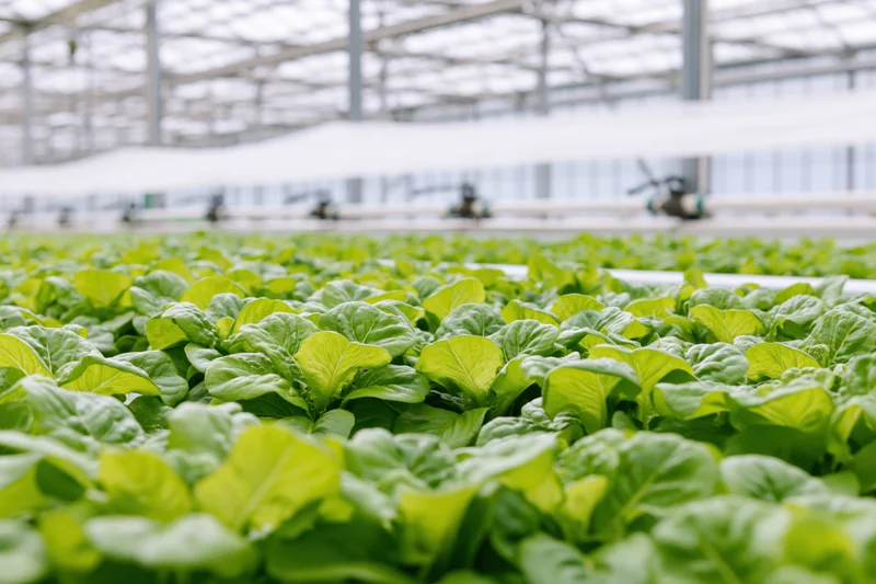 Rows of young green lettuce growing in a large commercial greenhouse