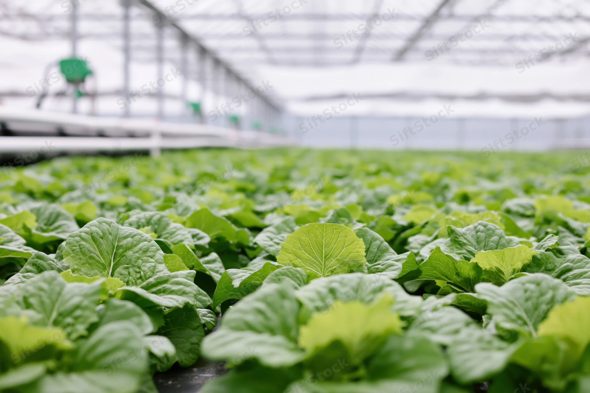 Rows of young green lettuce growing in a large commercial greenhouse