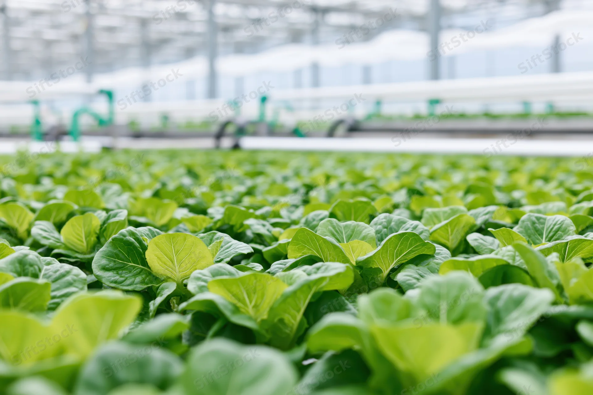 Rows of young green lettuce growing in a large commercial greenhouse