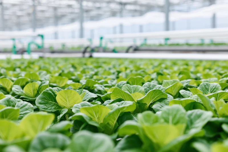 Rows of young green lettuce growing in a large commercial greenhouse
