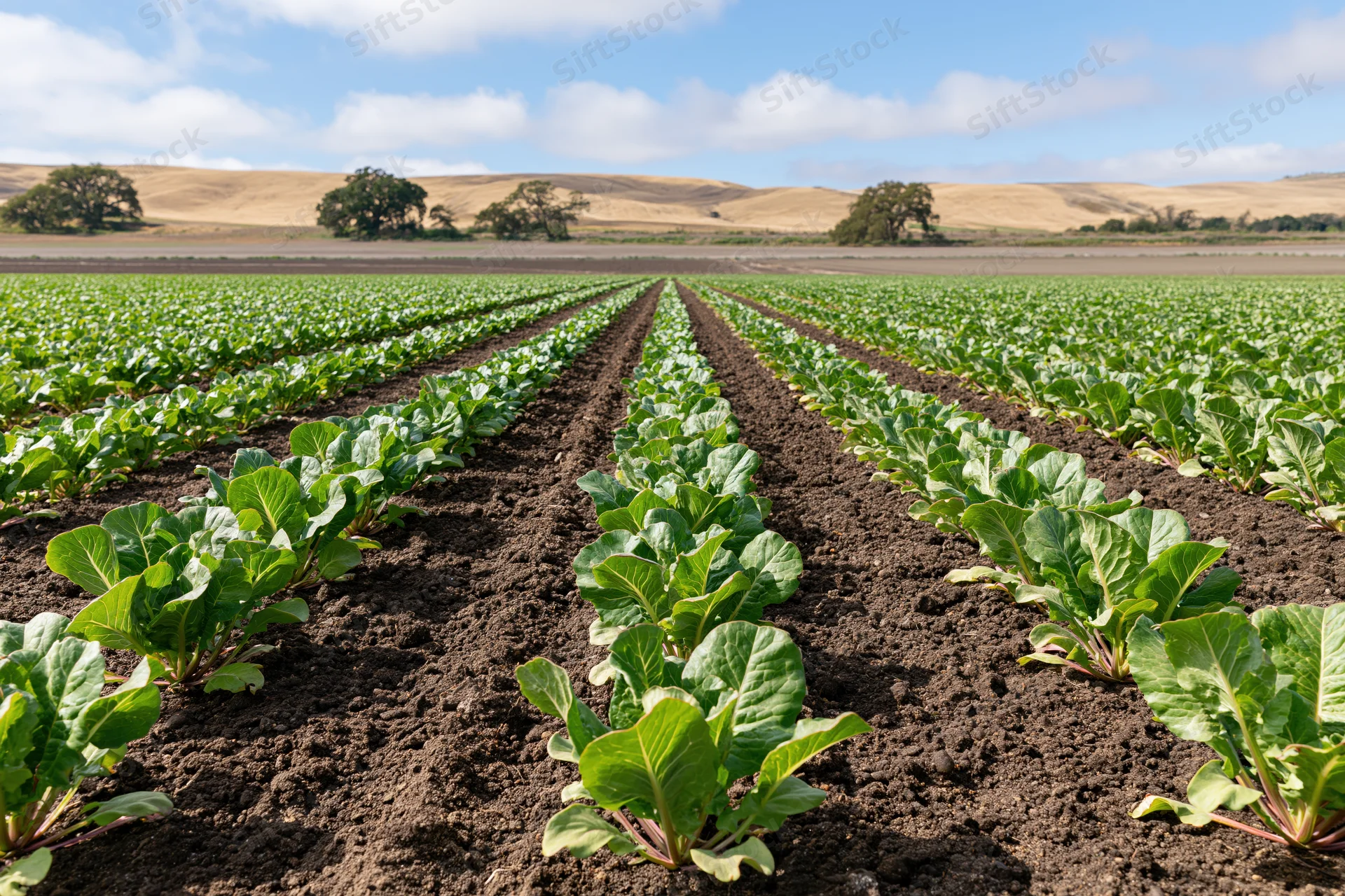 Rows of young lettuce plants growing in neat lines across a vast open field under a partly cloudy sky
