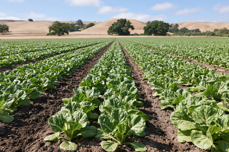 Rows of young leafy green crops growing in a farm field under a blue sky