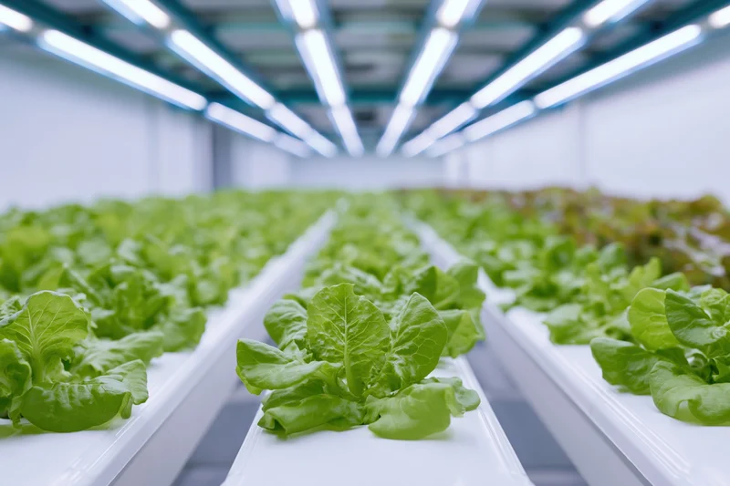 Rows of young lettuce plants growing in white trays under led lights in an indoor hydroponic farm