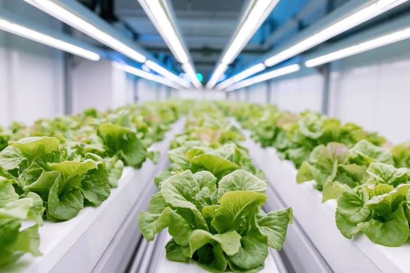 Rows of young lettuce plants growing in a hydroponic indoor farm under led lighting