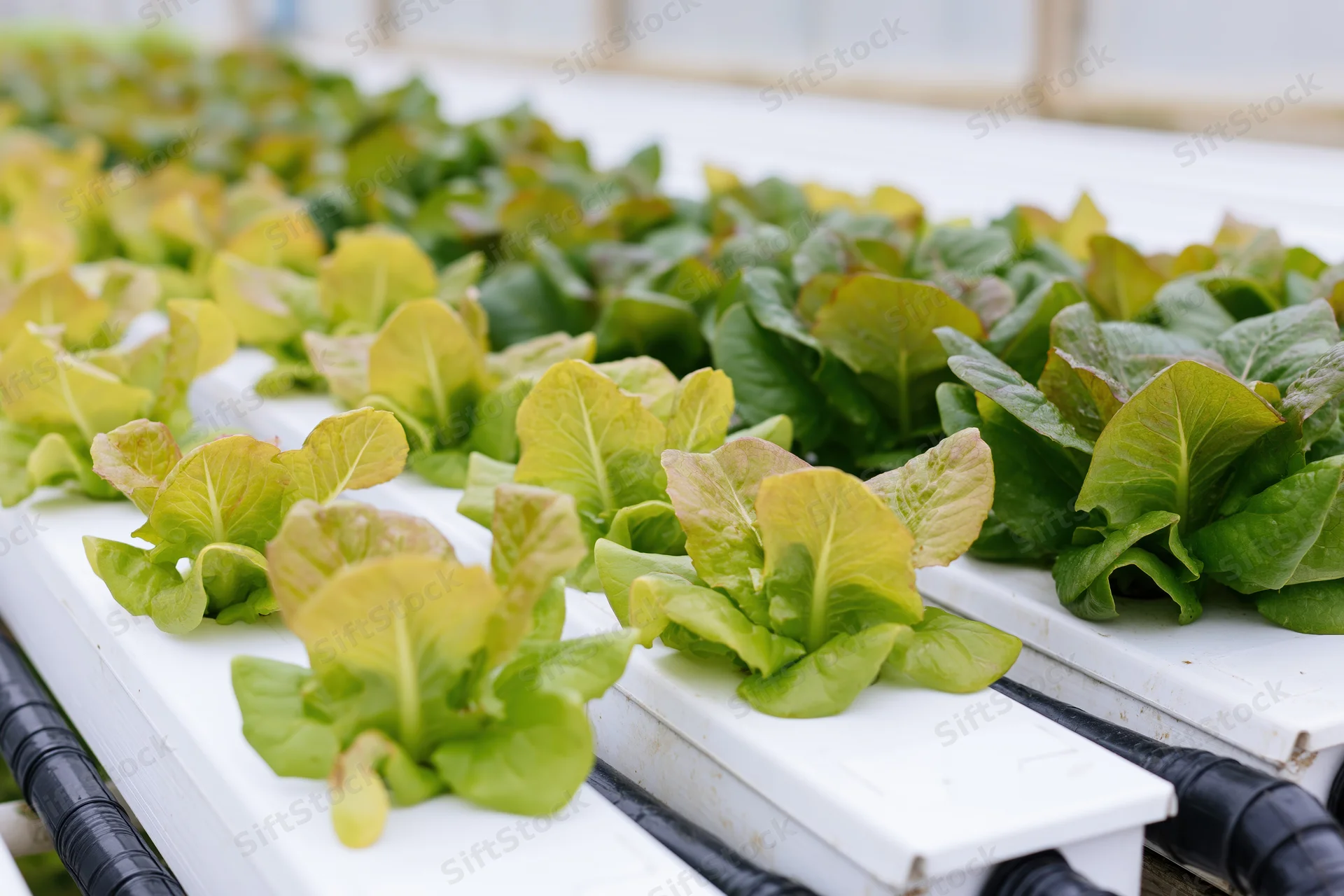 Young romaine lettuce plants growing in white hydroponic trays inside a greenhouse