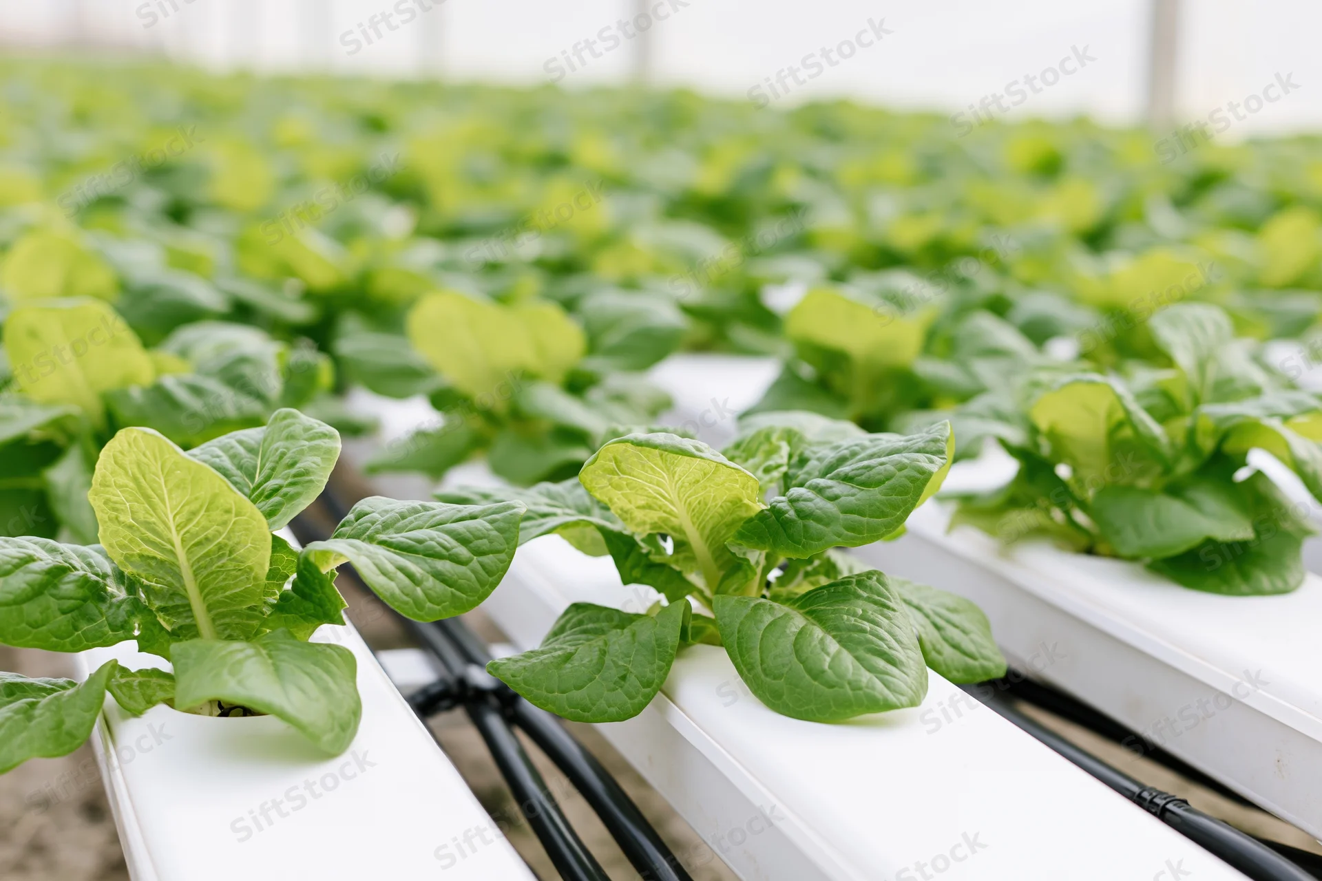 Young romaine lettuce plants growing in white hydroponic trays inside a greenhouse