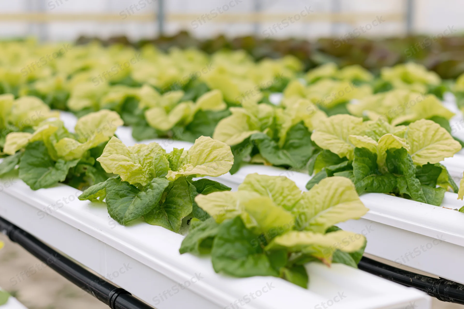 Young romaine lettuce plants growing in white hydroponic channels inside a greenhouse