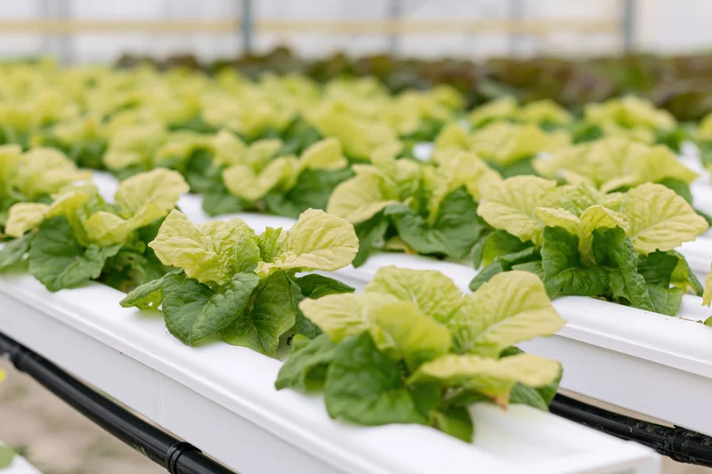 Young romaine lettuce plants growing in white hydroponic channels inside a greenhouse