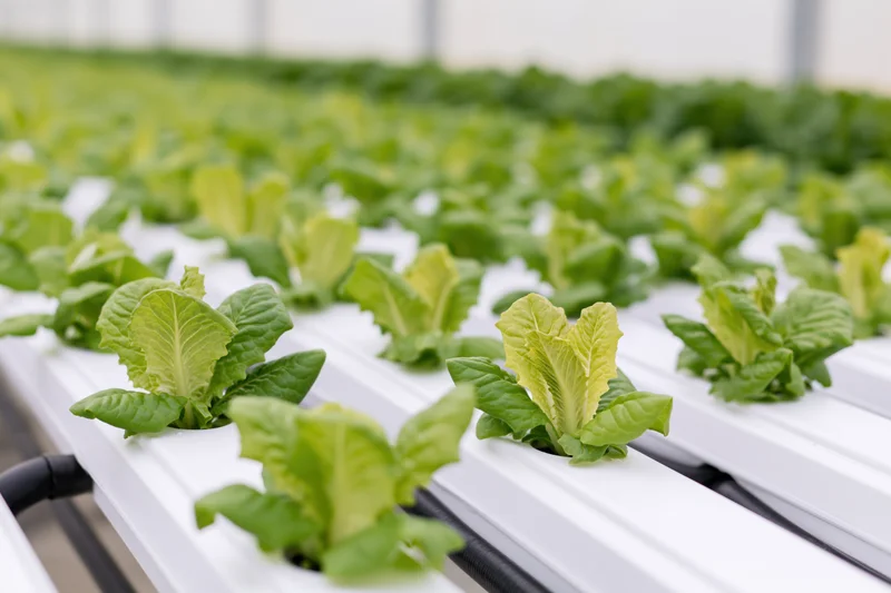 Young romaine lettuce plants growing in white hydroponic trays inside a greenhouse