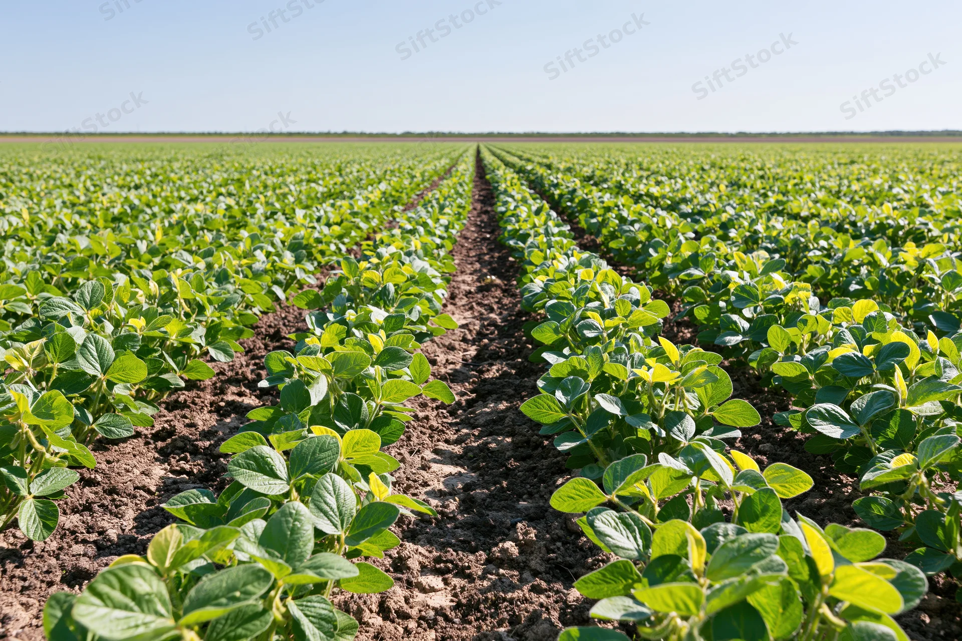 Rows of young soybean plants growing in a field stretching to the horizon