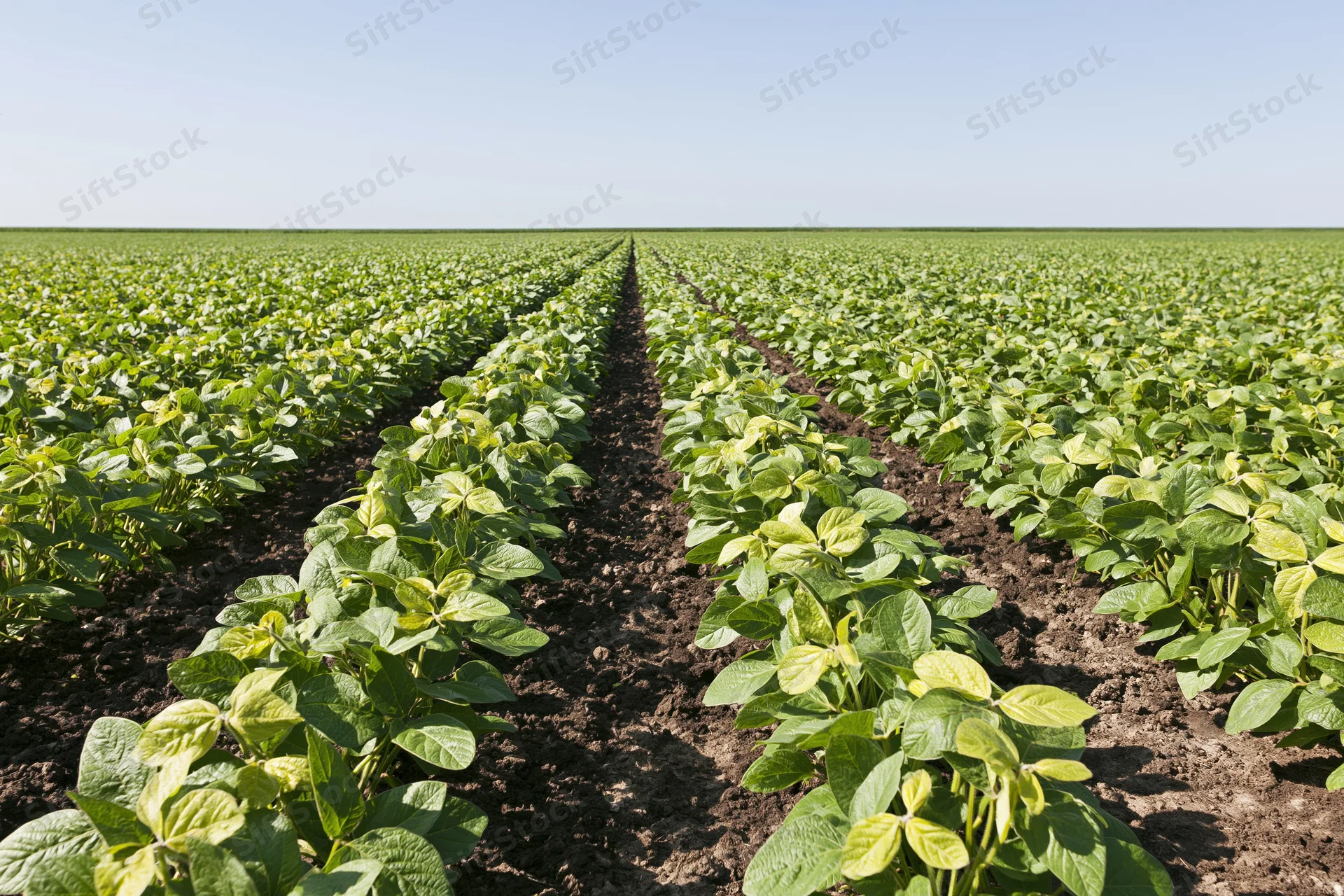 Rows of young soybean plants growing in a cultivated field under a clear sky