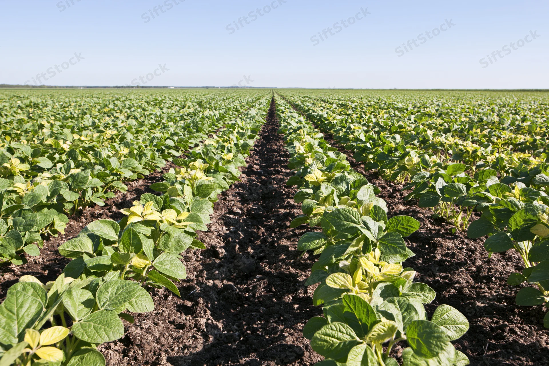 Rows of young soybean plants growing in a cultivated field under clear sky