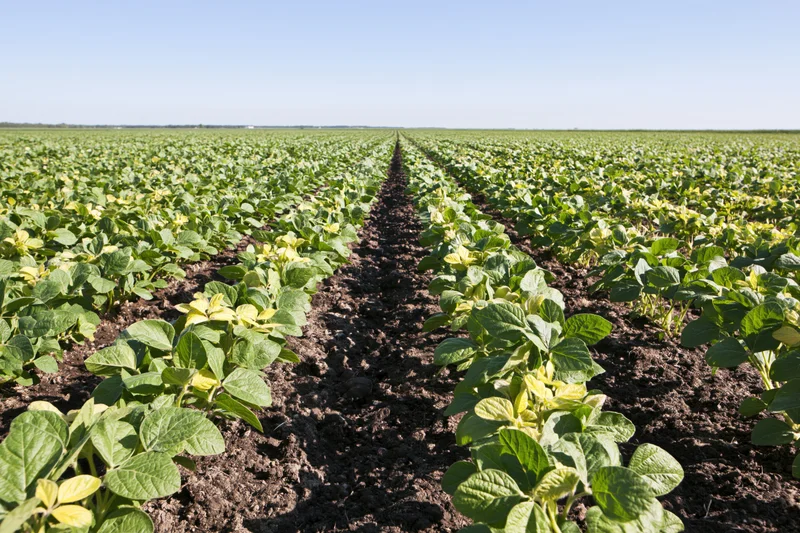 Rows of young soybean plants growing in a cultivated field under clear sky
